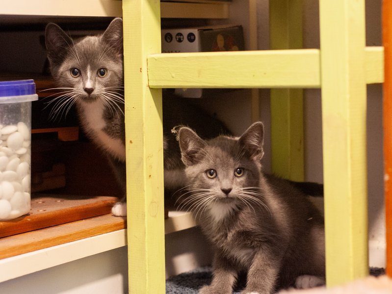 Kittens