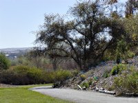 UCI Arboretum