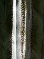 Cactus Verticals