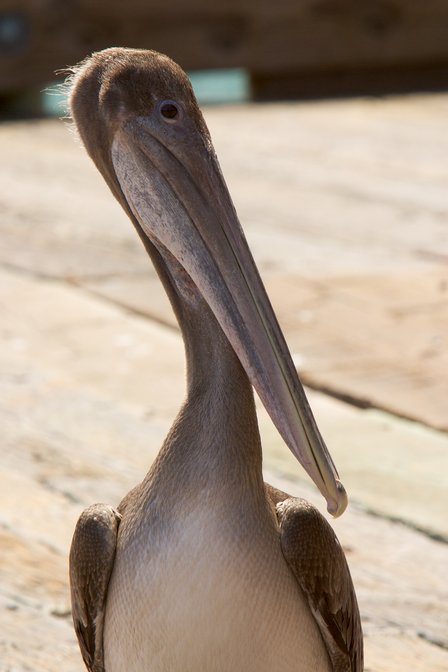 Port San Luis Pier Pelican, I