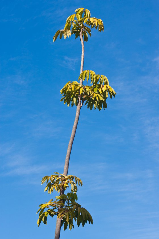 Truffula Tree