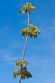 Truffula Tree