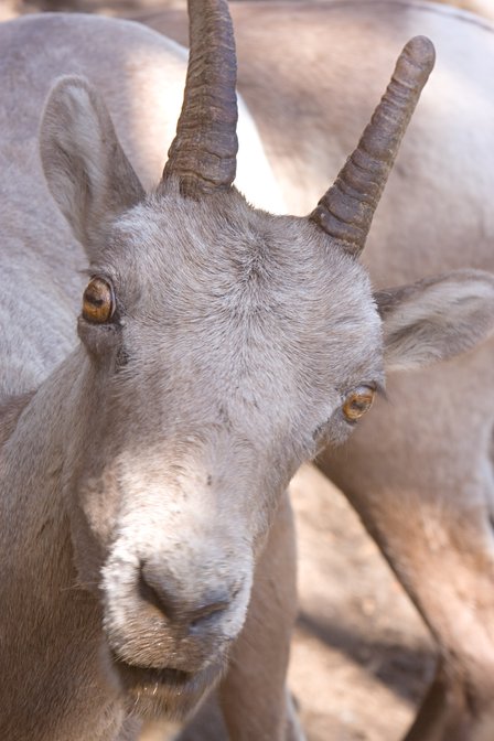 Bighorn Ewe