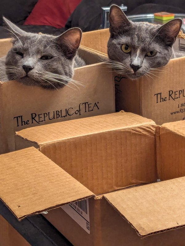 Boxed cat Heads