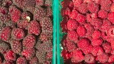 Berrying