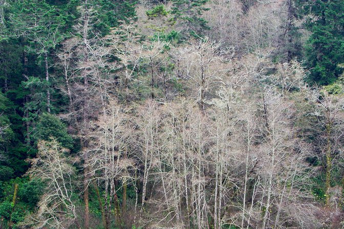 Far Bank