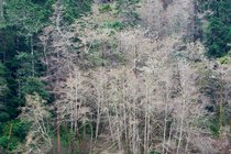 Far Bank