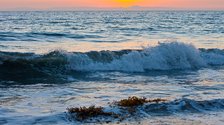 Catalina Seaweed Wave