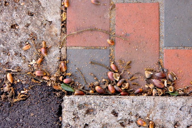Acorns