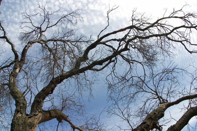 Dead Tree From Below