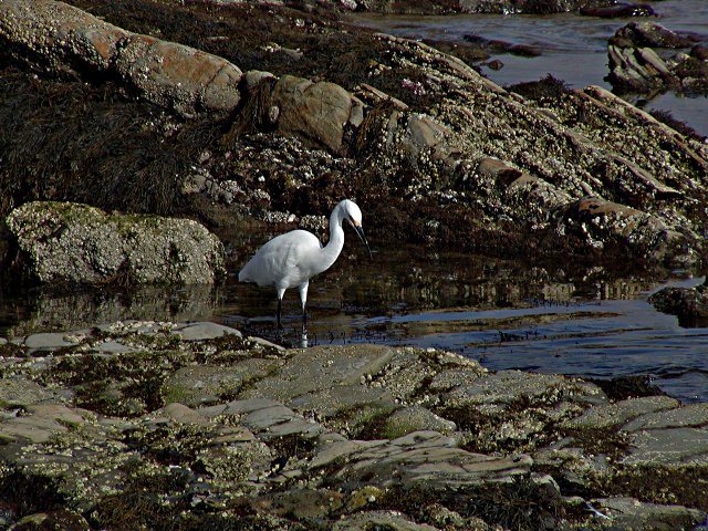 Egret