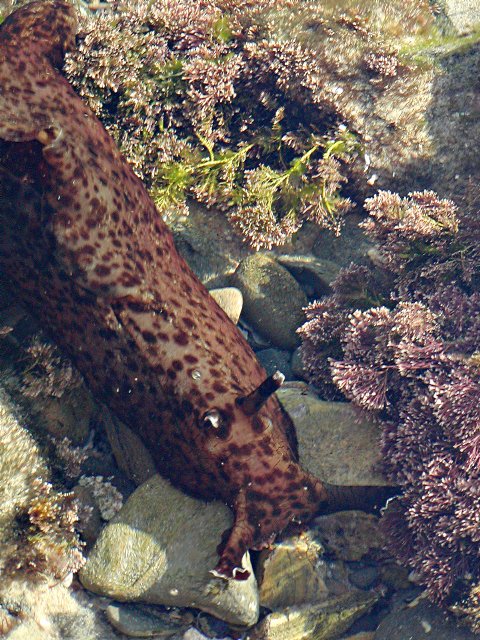 Sea slug