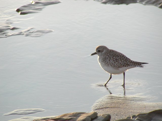 Baby seagull
