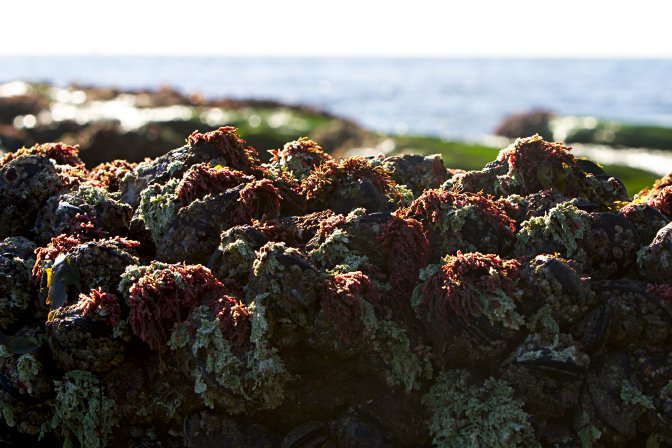 Mossy Rocks