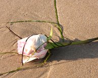Driftrose, I