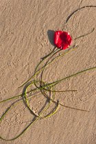 Driftrose, II
