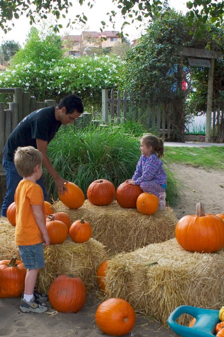 Pumpkins