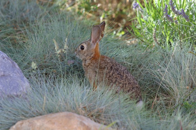 Bunny