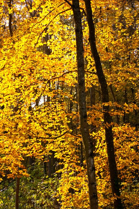 Fall Color, II