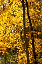 Fall Color, II