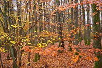 Fall Color, III