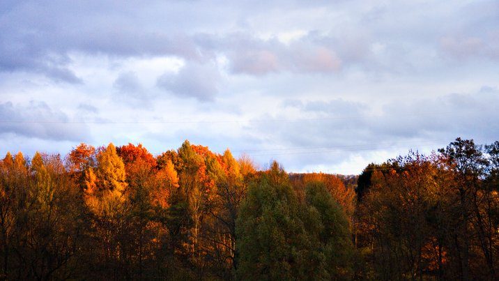 Fall Color, IV