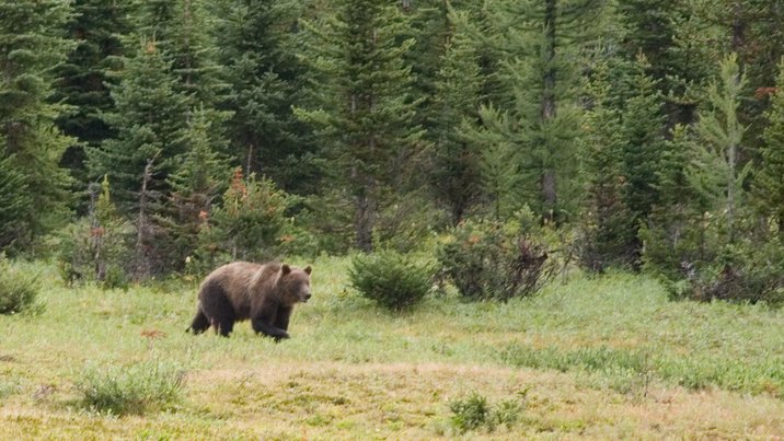Grizzly Bear, I