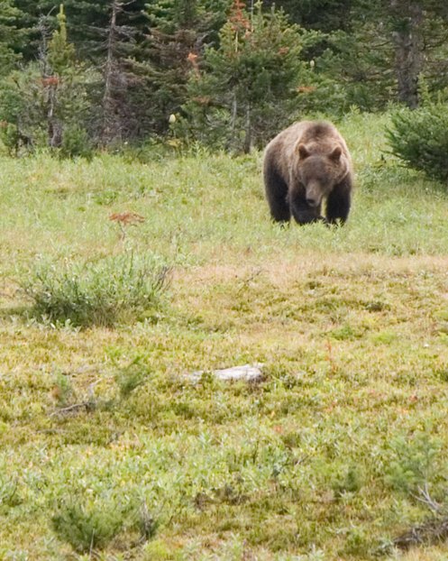 Grizzly Bear, II