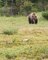 Grizzly Bear, II