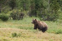 Diana's Banff photos