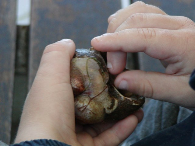 Shell