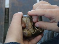 Shell