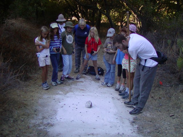 Animal Tracks