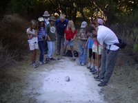 Animal Tracks