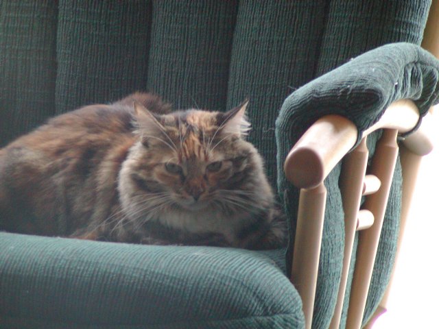 Ashley on rocker