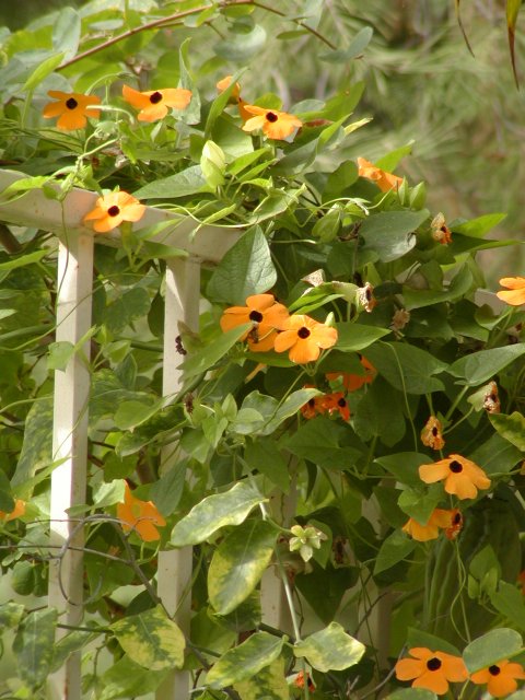 Back yard fence