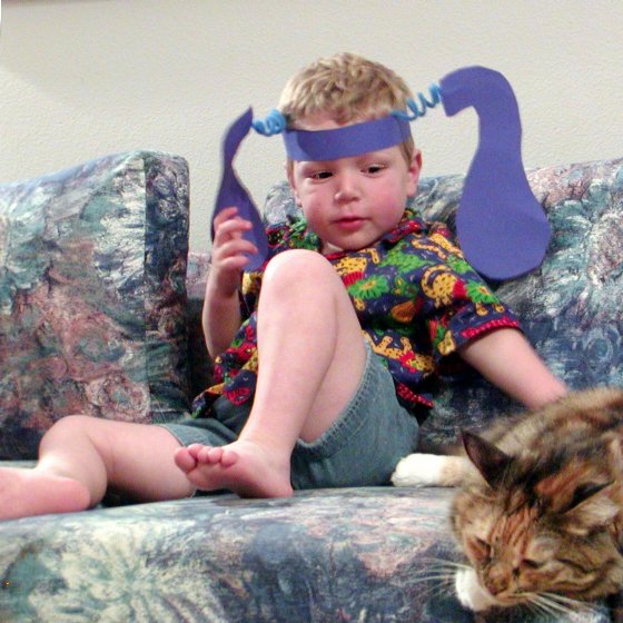 Cat and dog
