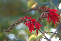 Coral Tree