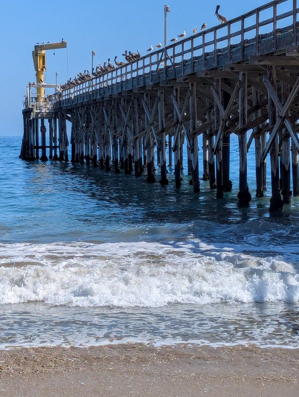 Gaviota Pelicans