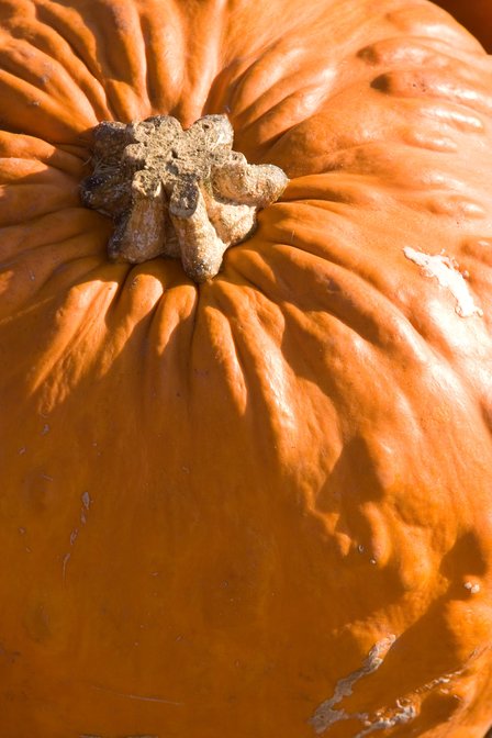 Pumpkin Top