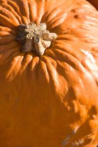 Pumpkin Top