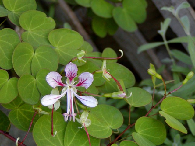 Flower