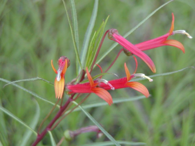 Lobelia