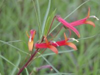 Lobelia