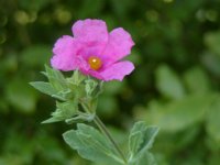 Rock Rose