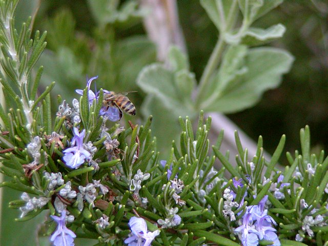 Rosemary