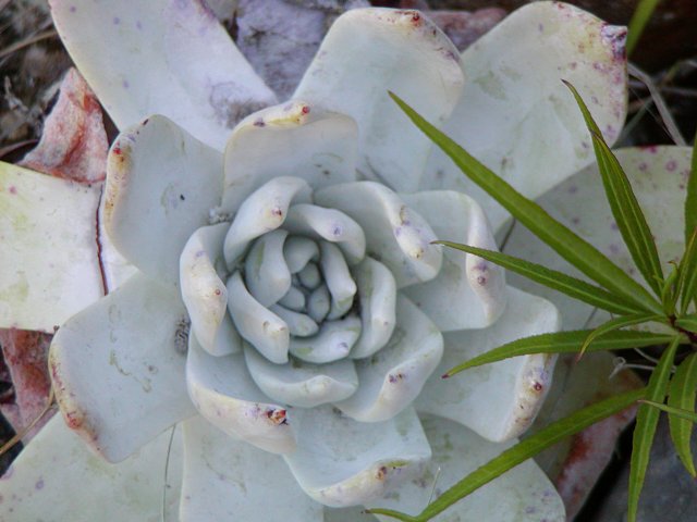 Succulent