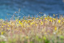Headlands, IV