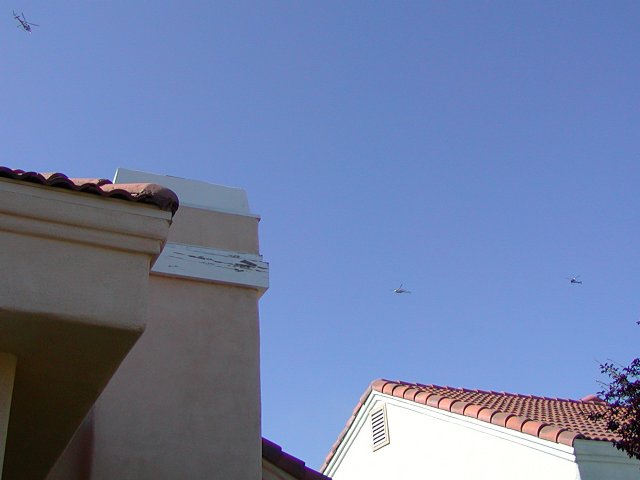 Three birds