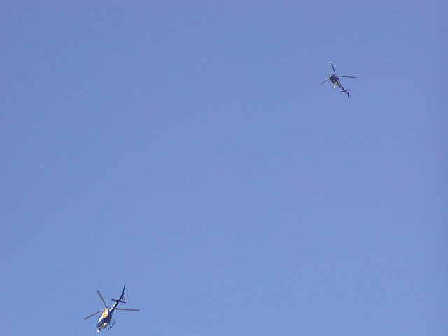 Two birds